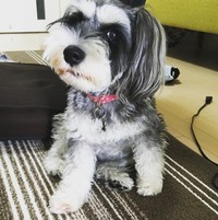 ちょっぴりドヤ顔で座る若かりし頃のわらびちゃん