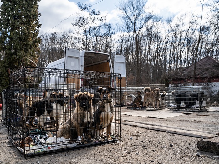 餓死か爆撃に合うかの危機に瀕していた36匹の保護犬たち(c)LAV