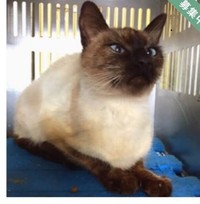 里親サイトに掲載されていた写真