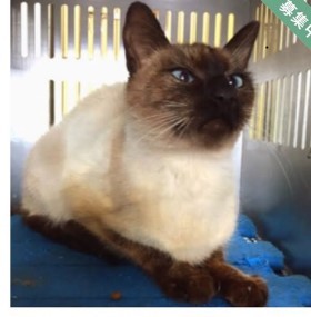 里親サイトに掲載されていた写真