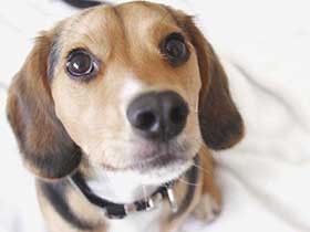 君が来てから幸せいっぱい　ビーグルミックスの保護犬「わさび」