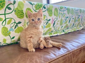 高速道路を走る車のボンネットの中にいた子猫　無事救助されて猫好き一家のアイドルに