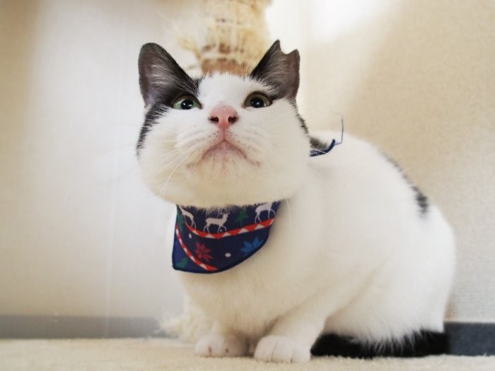 「クリスマスのミニスカーフを巻いてもらったの。似合うでしょ」