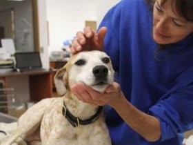 保護猫・保護犬が元受刑者の支えに　高い就職率、低い再犯率