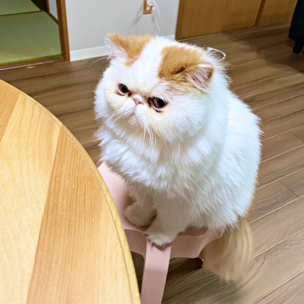 「ゴハンはよ」の圧がすごいもけちゃん（画像提供：もけもけ@エキゾチックロングヘアさん）