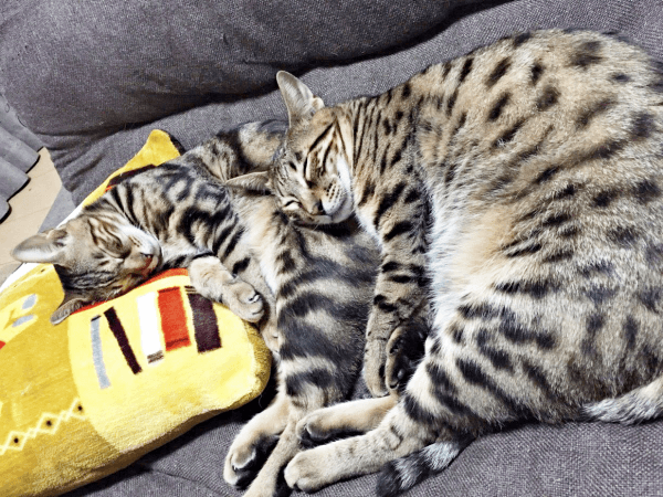 仲良く一緒に眠る（左から）かるびさんとはらみさん（画像提供：べじたりあん。）