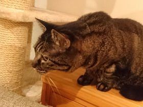 赤ちゃんが家にやって来た！ 両親ドキドキ、２匹の猫はオロオロ