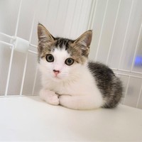 茨城県某所で保護されたばかりのえんちゃん。生後3カ月ごろです