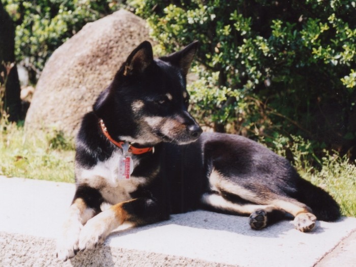 名古屋の公園にて。まだ父が元気だったころの写真です。見た目はキリッとしていますが、雨の日にレインコートを着せるとオシッコできなくなっちゃうぐらいのヘタレちゃんでした
