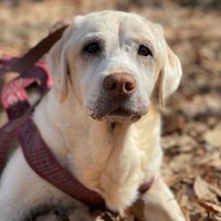 庭でくつろぐすずちゃん。優しいお姉ちゃんだった。