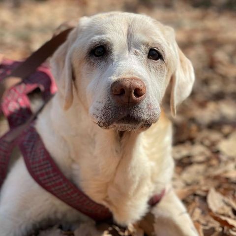 庭でくつろぐすずちゃん。優しいお姉ちゃんだった。