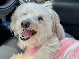 2023素敵な笑顔で賞　MIX犬「にじ色」