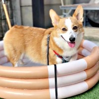 お水はちょっと苦手。プールでちょっぴり遊んだひめちゃん（画像提供：ᴄᴏʀɢɪひめ  nametti2kdさん）