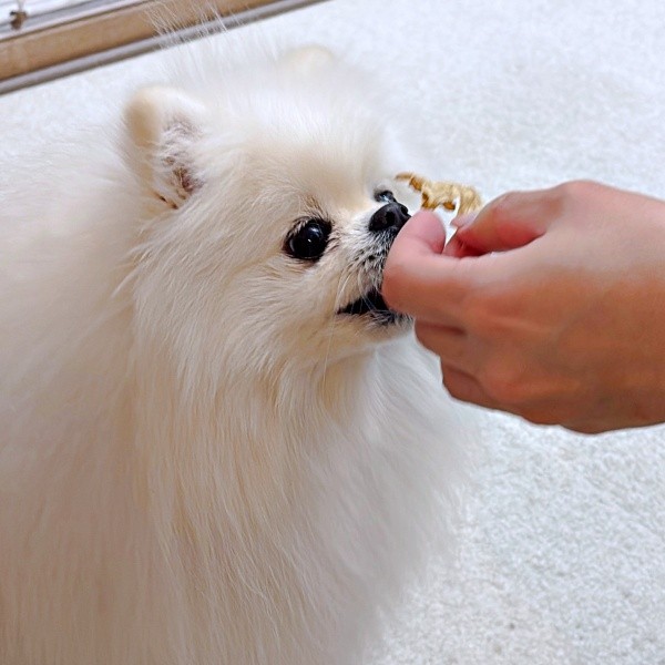 乾燥キャベツに目を輝かせるゆきみちゃん。このあとパクリ！（画像提供：ゆきみとだいふくさん）