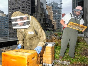 摩天楼にミツバチの巣箱？所有者は総領事館　背景に「持続可能性を追求する企業活動」