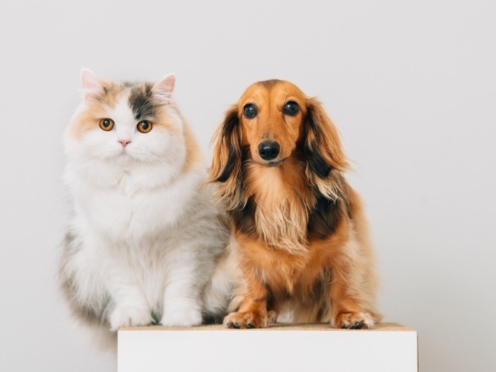 猫と犬と仲良く記念撮影