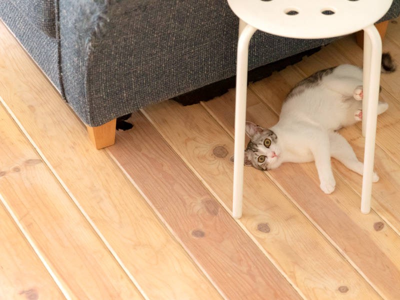 クララのかわいいやつ