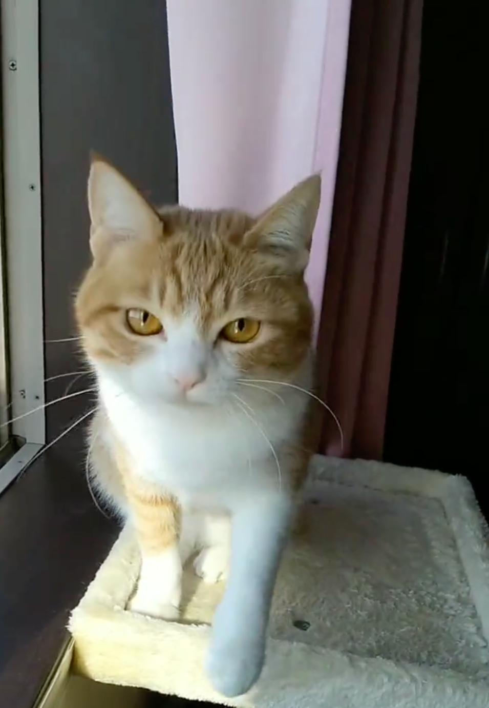 猫じゃらし、うっざ〜！パンチ！！＝めろぷりさん（@mero627puri914）提供