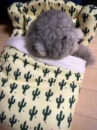 お気に入りのベッドで＝レノン&れあるさん（@Renon_Rearu）提供