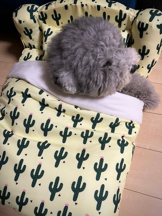 お気に入りのベッドで＝レノン&れあるさん（@Renon_Rearu）提供