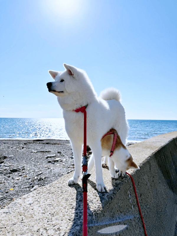 姫ちゃんを日除にして海岸を楽しむ縁ちゃん（画像提供：姫ちゃん縁ちゃん）