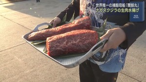 世界唯一の捕鯨母船　関鯨丸が仙台港にナガスクジラの生肉を水揚げ