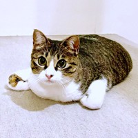 前足はくの字にたたむーー「クロエ流・香箱座り」が話題に（画像提供：真顔のクロエさん）