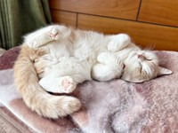 気持ちよさそうに眠るモカちゃん（画像提供：モカ猫さん）