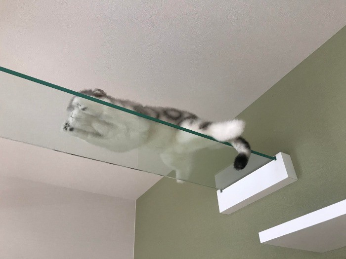 猫を下から眺められるガラスのステップ