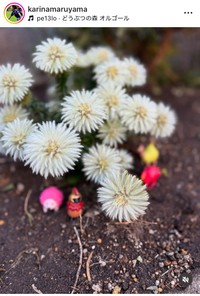 丸山桂里奈インスタグラム＠karinamaruyamaより