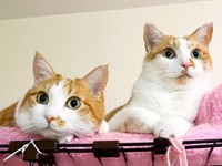 高所から部屋を眺める向かい合って飼い主さんを見つめる金貨ちゃん（左）、小判くん（右）（画像提供：ネコにごはんさん）