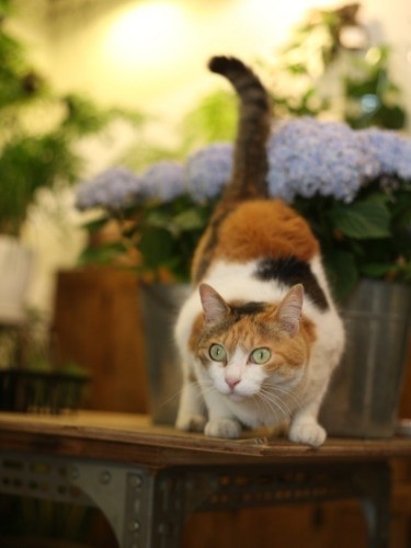 『俳句ねこ』（夏）　ホーム社提供