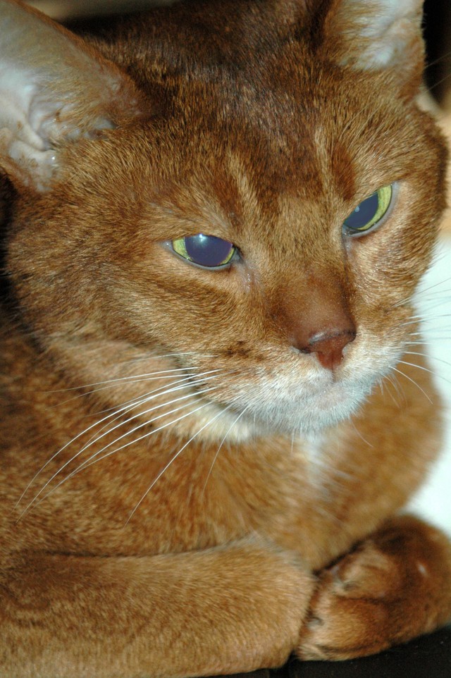 行方不明の猫、13年ぶりに飼い主と再会　※写真はイメージです
