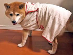 ペットが年をとったら必要な物が変わっていた　15歳の愛犬モカの防災準備