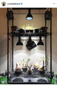 坪倉由幸（@y.tsubokura）さんのインスタグラムより