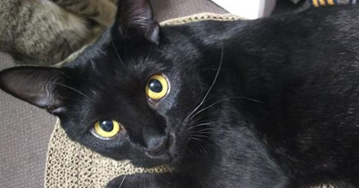 マンション10階の廊下に なんと子猫 住民が保護し新しい家へ 犬 猫との幸せな暮らしのためのペット情報サイト Sippo