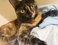 実家で暮らすサビ猫