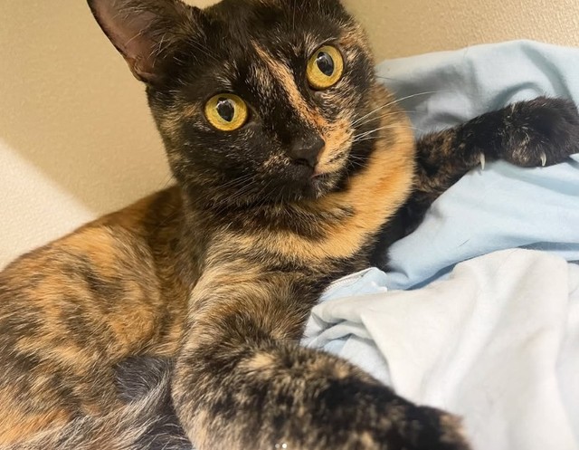 実家で暮らすサビ猫