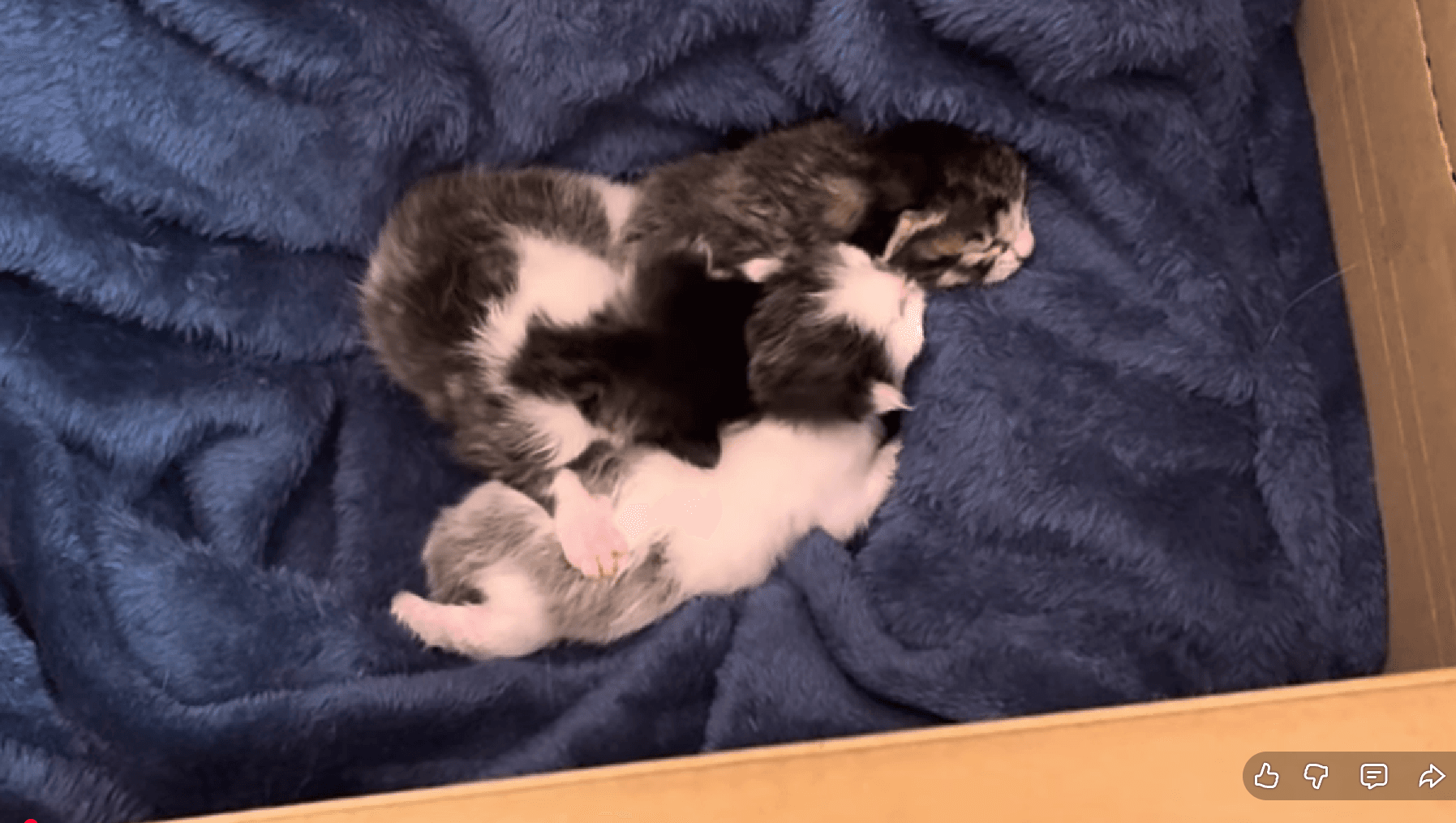 見つかって良かった！生まれたての子猫3匹／画像提供：飼育係