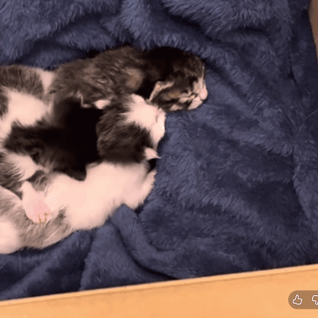 見つかって良かった！生まれたての子猫3匹／画像提供：飼育係