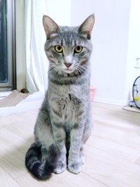 凛々しい表情がかっこいい副会長（画像提供：猫、飼い始めましたさん）