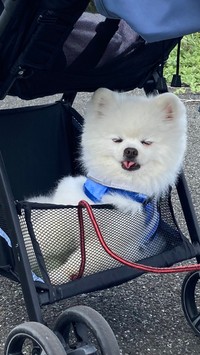 お散歩気分じゃないときは、娘ちゃんのベビーカーで休憩（提供：タレ目の犬(ポメラニアン)さん）