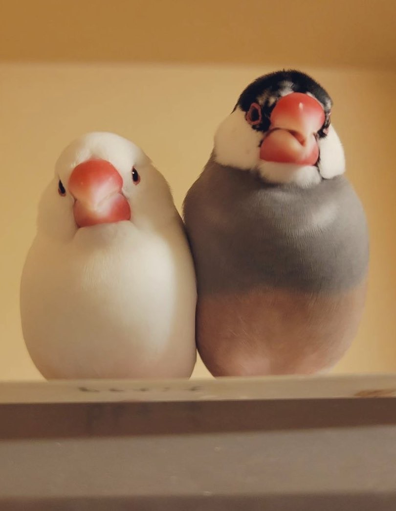 お客様困ります 水入りコップで文鳥が入浴 ワケは相方の行動にあった ほ とせなnews