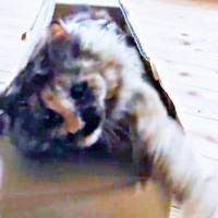 勢いよく箱から飛び出して指を捕まえようとするみたらしちゃん（画像提供：少年さん）