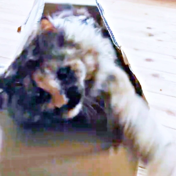 勢いよく箱から飛び出して指を捕まえようとするみたらしちゃん（画像提供：少年さん）