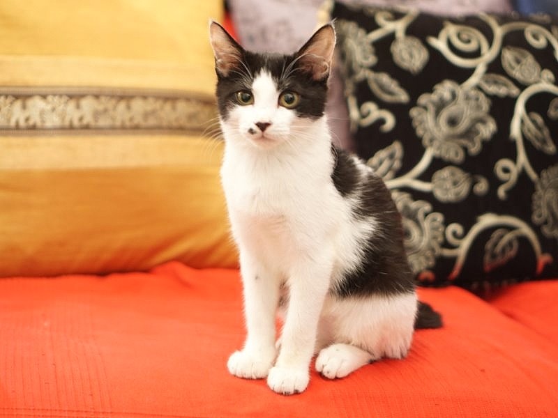 愛くるしい表情でポーズ