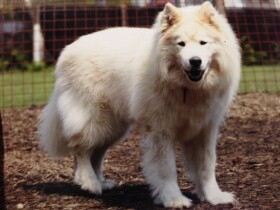 保護した老犬にトレーニングはできる？　温厚な大型犬の「タケ」にうなられた！