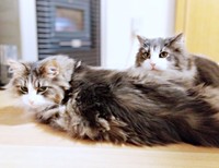 寝そべるジュリちゃんと一緒にくつろぐ同居猫・タフィーちゃん（画像提供：みさ緒さん）