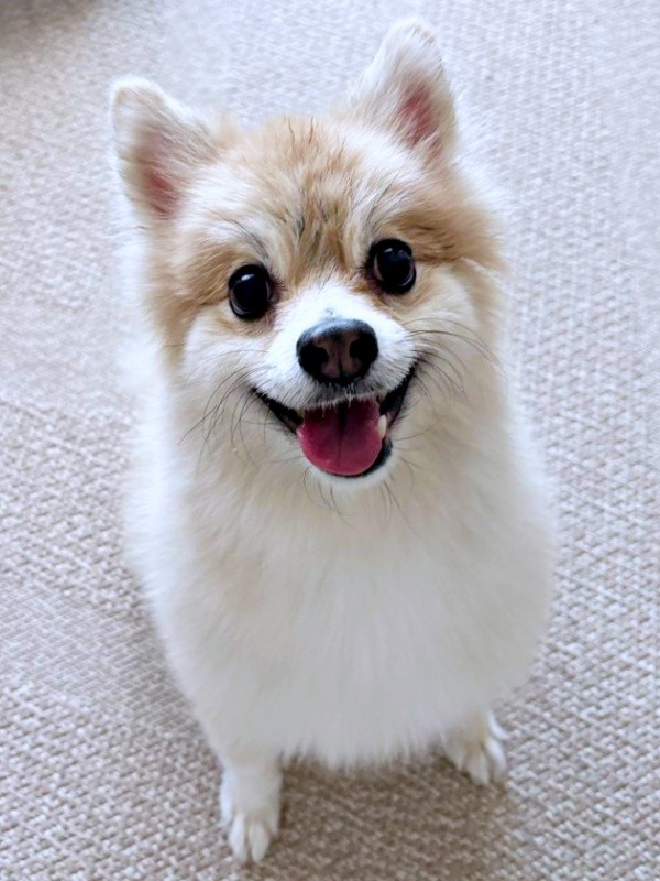 ふわもふの被毛と笑顔がキュートなぱるくん（画像提供：でかポメのぱるさん）