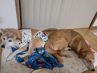 先住犬との仲もばっちりの元迷い犬（提供：@UfedMLxsFWF92ufさん）